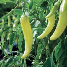 Banana Peppers Seeds for Planting – Heirloom, Non-GMO, Organic Garden Seeds with High Germination Rate