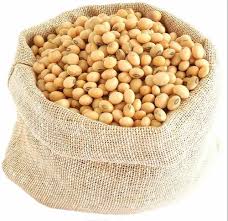 Yellow Bean Seeds for Planting – Heirloom, Non-GMO, High Germination, Organic Garden Seeds