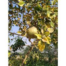 Brown Aegle Marmelos Fruit Seeds – Heirloom, Non-GMO, High Germination Organic Garden Seeds for Planting