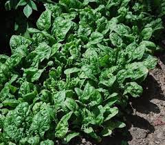 Bloomsdale Long Standing Spinach Seeds for Planting – Heirloom, Non-GMO, High Germination Organic Vegetable Seeds