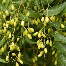Neem Tree Seeds for Planting – Heirloom, Non-GMO Fast-Growing Medicinal Organic Garden Seeds