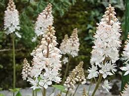 White Tiarella Trifoliata Flower Seeds for Planting - NON GMO Seeds
