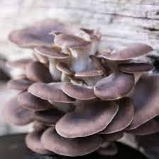 Mushroom Seeds for Planting Gray – Heirloom Non-GMO Organic Garden Seeds