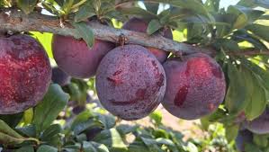 Ciruela Fruit Seeds for Planting – Delicious Spanish Plums, Heirloom & Non-GMO Seeds for Your Garden