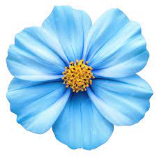 Blue Cosmos Flower Seeds for Planting – Vibrant Blooms, Non-GMO, Heirloom Quality