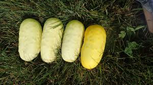Blonde Cucumber Seeds for Planting – Heirloom, Non-GMO, High Germination Organic Garden Seeds for Crisp, Mild Cucumbers