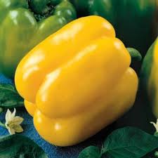 Yellow Bell Peppers Vegetable Seeds for Planting - Heirloom, Non-GMO, Organic Garden Seeds, High Germination