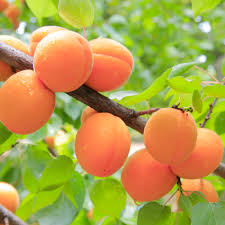 Moorpark Apricot Seeds – Heirloom Non-GMO Fruit Seeds for Garden Planting
