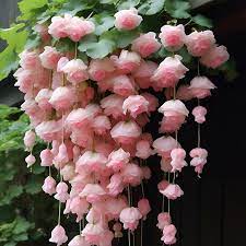 Baby Pink Weeping Forsythia Flower Seeds for Garden Planting – Non-GMO Heirloom Organic Garden Seeds, High Germination