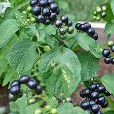 Black Huckleberry Fruit Seeds for Planting – Heirloom Non-GMO High Germination Organic Garden Seeds