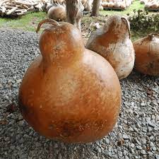 Brown Bottle Gourd Seeds for Planting – Heirloom, Non-GMO, High Germination Organic Garden Seeds for Healthy Vines