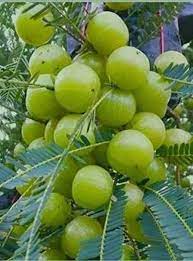 Amla Tree Seeds – Indian Gooseberry (Big Fruit) Fruit Seeds for Planting – Heirloom Non-GMO Organic Garden Seeds