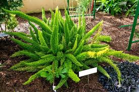 Asparagus Meyeri Seeds for Planting – Heirloom Non-GMO, High Germination Organic Garden Seeds