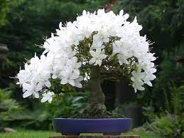 White Simsii Bonsai Flower Seeds – Heirloom Non-GMO High Germination Organic Garden Seeds for Planting