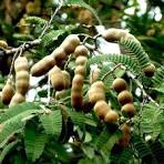 Tamarind Indica Seeds – Heirloom, Non-GMO Fruit Seeds for Garden Planting