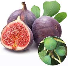 Burgundy Figs Fruit Seeds – Sweet & Nutritious Figs, Heirloom & Non-GMO Seeds for Home Garden Planting