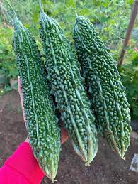 Indian Long Bitter Gourd Seeds for Planting – Heirloom, Non-GMO Vegetable Seeds for Organic Home Gardening