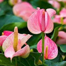 Anthurium Andraeanum Flower Seeds for Planting – Baby Pink Blooms – Heirloom, Non-GMO, High Germination