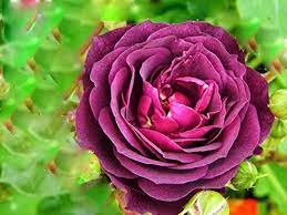 Biosnyg Purple Rose (Rosa Rugosa Thunb) Plant Seeds – Heirloom, Non-GMO, High Germination, Organic Garden