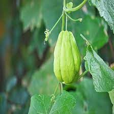 Chayote Vegetable Seeds for Planting – Non-GMO, Heirloom, Easy to Grow in Small Gardens