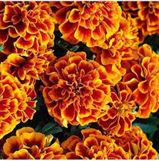 French Marigold Flower Seeds – Heirloom, Non-GMO, High Germination Organic Garden Seeds for Planting