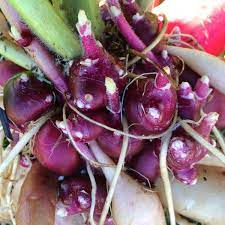 yacon planting Late Red Yacon Seeds for Planting