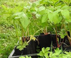 Angelica Keiskei Plant Seeds – Heirloom, Non-GMO, High Germination Organic Garden Seeds for Planting in Medicinal & Edible Herb Gardens