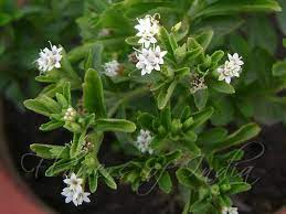 Stevia rebaudiana Seeds for Planting – Natural Sweet Herb, Heirloom & Non-GMO Seeds for Sugar-Free Gardens