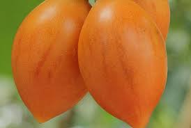 Orange Tamarillo Fruit Seeds for Planting – Unique & Flavorful Tamarillo Fruits, Heirloom & Non-GMO, High Germination