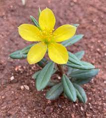 Talinum Caffrum Flower Seeds for Planting – Vibrant Perennial Blooms for Garden & Landscape
