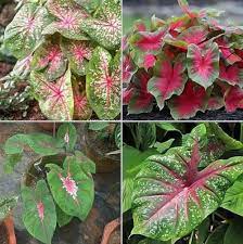 Caladium Teal Mix Flower Seeds for Planting – Heirloom, Non-GMO Seeds, High Germination, Organic Garden