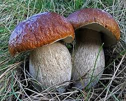 Brown Mushroom Vegetable Seeds for Planting – Heirloom Non-GMO Organic Garden Seeds, High Germination