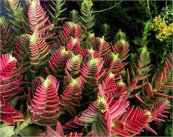 red pagoda succulent Red Pagoda Seeds – Non-GMO Heirloom – Neeraseeds
