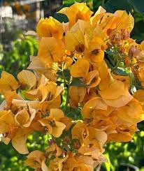 California Gold Bougainvillea Flower Seeds for Planting – Heirloom Non-GMO Seeds, High Germination Organic Garden Blooms
