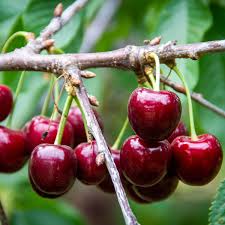 Lapins Sweet Cherry Fruit Seeds for Garden Planting – Heirloom, Non-GMO, Juicy Red Fruit