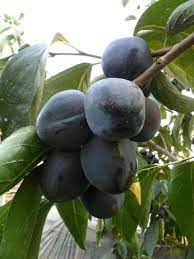 Black Persimmon Fruit Seeds for Planting – Naturally Sweet, GMO Free Heirloom Seeds for Home Garden