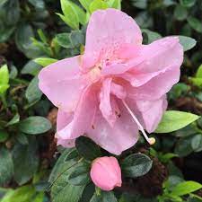 Azalea Pink Rhododendron Flower Seeds – Heirloom Non-GMO Seeds for Planting, High Germination Organic Garden Seeds