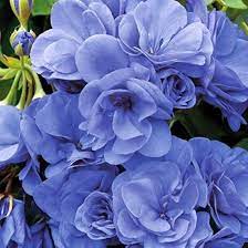 Blue Geranium Pelargonium Seeds for Planting – Heirloom, Non-GMO, High Germination Organic Garden Seeds