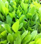 Broadleaf Tortoise Forage Blend Seeds for Planting – Heirloom & Non-GMO High Germination Organic Garden Seeds