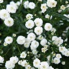 White Ptarmica Flower Seeds for Planting – Perennial Garden Blooms