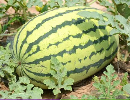 should you soak watermelon seeds before planting Asian Long Watermelon Seeds for Planting – Heirloom, Non-GMO, Sweet Red  Flesh, High-Yield Summer Fruit