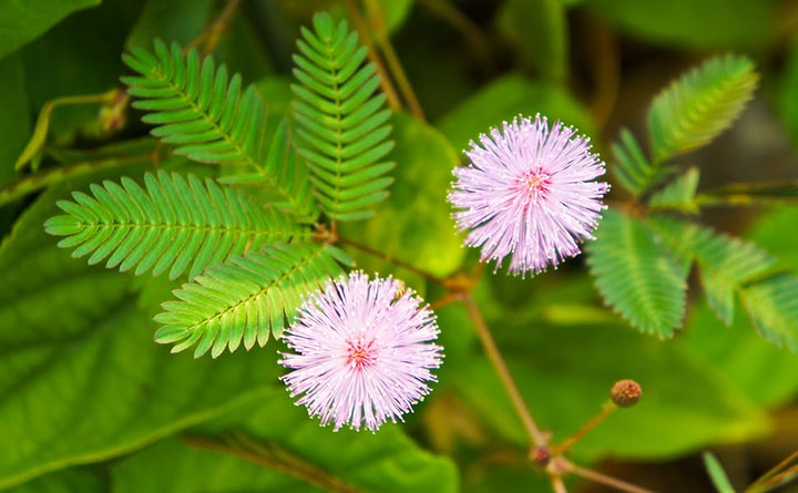 Mimosa Flower Seeds for Planting – Heirloom, Non-GMO, Organic Garden Seeds, High Germination