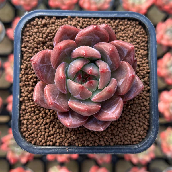 Brown Succulent Flower Seeds – Heirloom, Non-GMO, Drought-Tolerant Seeds for Planting