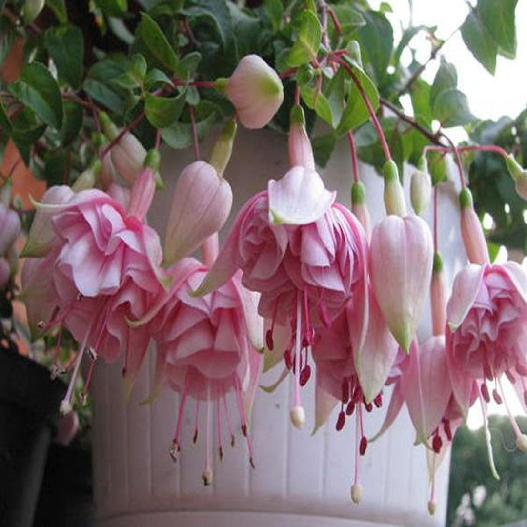 Baby Pink Fuchsia Heirloom Non-GMO Seeds for Planting – High Germination Organic Garden Seeds for Hanging Baskets & Borders