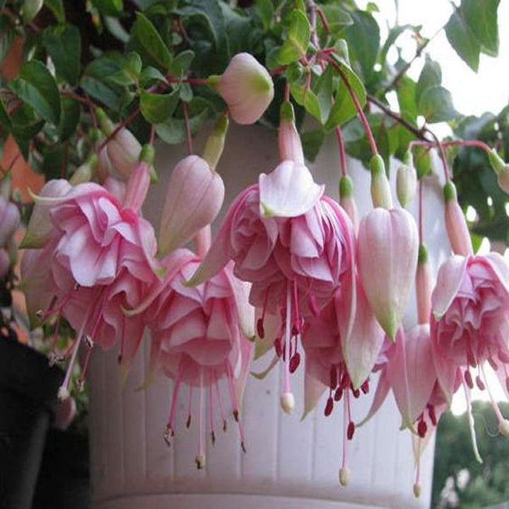 Baby Pink Fuchsia Heirloom Non-GMO Seeds for Planting – High Germination Organic Garden Seeds for Hanging Baskets & Borders
