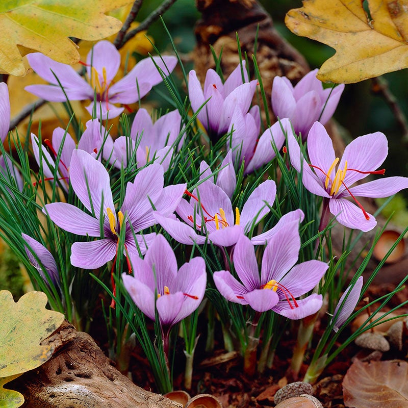 Hatsuga Saffron Crocus Mixed Flower Seeds
