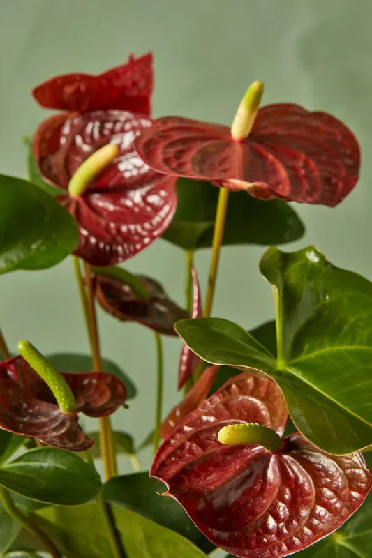 Anthurium Brown Flower Seeds for Planting – Heirloom, Non-GMO, High Germination Organic Garden Seeds
