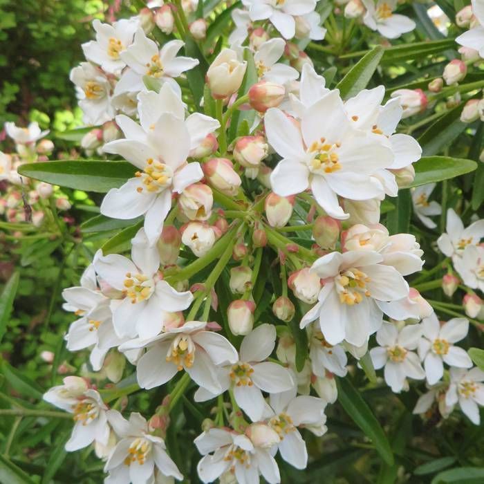 Aztec Pearl Flower Seeds – Heirloom Non-GMO, High Germination Fragrant Blooms for Elegant Garden Planting