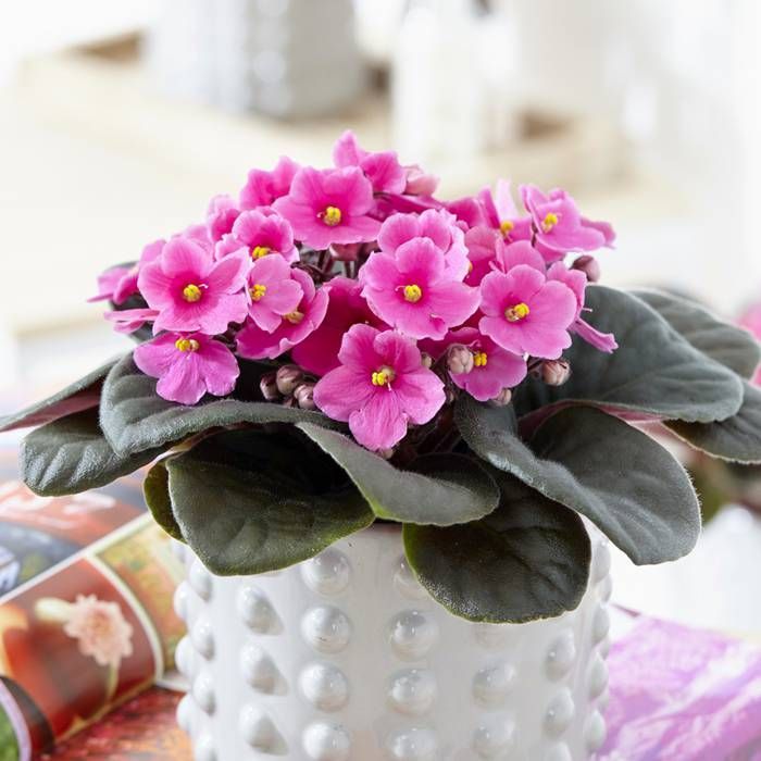 Baby Pink Saintpaulia Flower Seeds for Planting - Heirloom Non-GMO High Germination Organic Garden Seeds