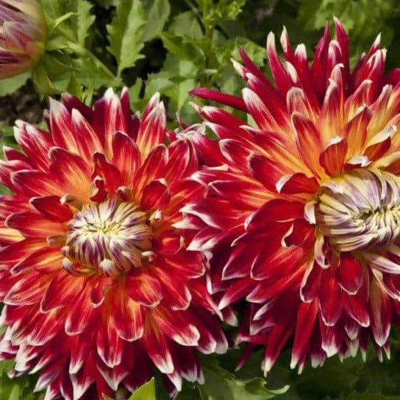 Akita Dahlia Red Flower Seeds – Heirloom, Non-GMO, High Germination Organic Garden Seeds for Planting